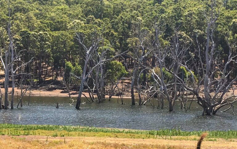 View of Harvey Dam with trees in the background